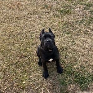 Meet your Posher, Calli